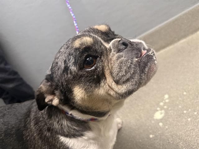 Lola - English Bulldog