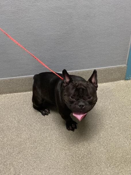 Dragon - French Bulldog