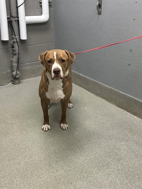 Doc - Pit Bull Terrier