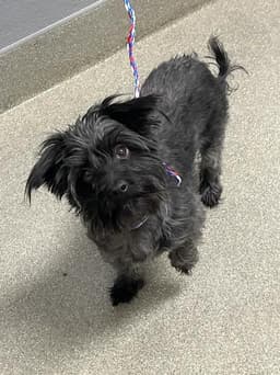 Lailay image 1