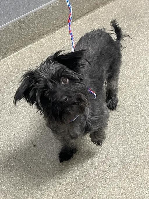 Lailay - Shih Tzu