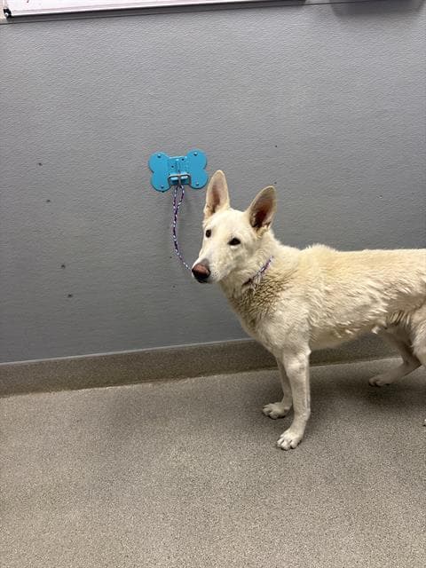 Mike - German Shepherd Dog