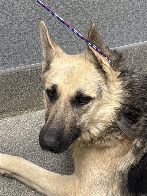 Randall - German Shepherd Dog