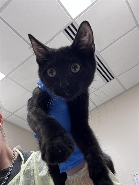 Batman - Domestic Short Hair