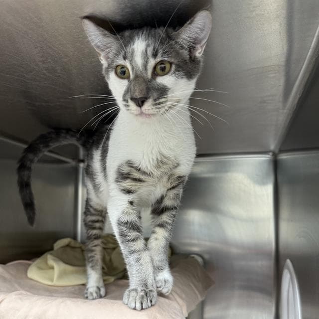 Greyson - Domestic Short Hair
