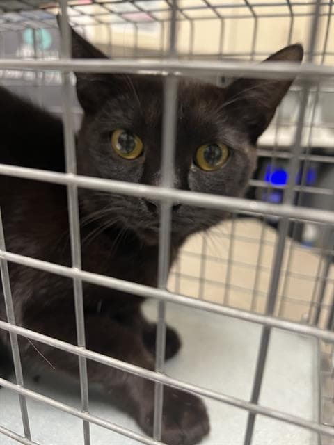Charlie - Domestic Short Hair