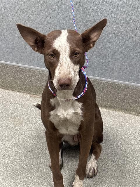Ginger - German Shorthaired Pointer