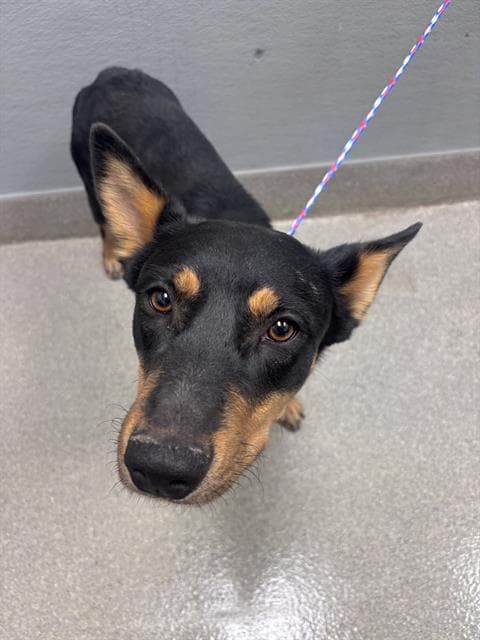 Carissa - Australian Cattle Dog/Blue Heeler