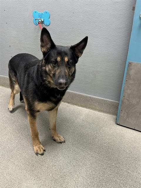 Monsieur - German Shepherd Dog