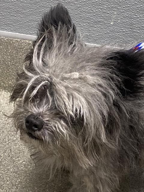 Demetrius - Terrier
