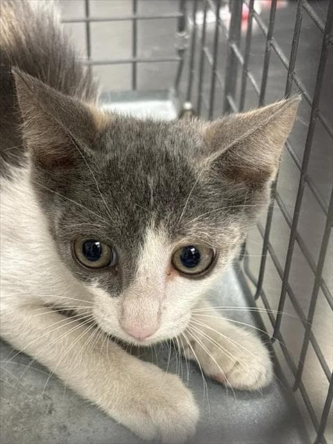 Jade - Domestic Short Hair