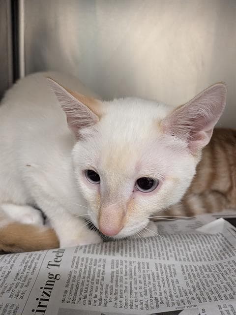 Citrus - Domestic Short Hair