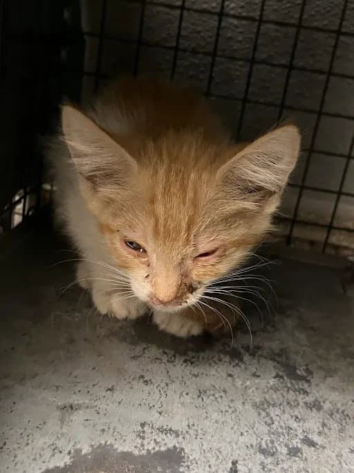 Bridgette - Domestic Short Hair