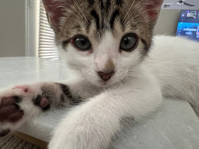 The Purrfect Match - Domestic Short Hair