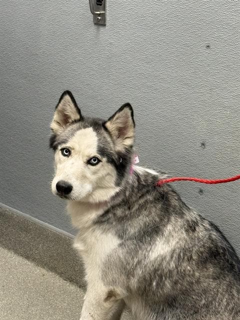 Blue - Siberian Husky