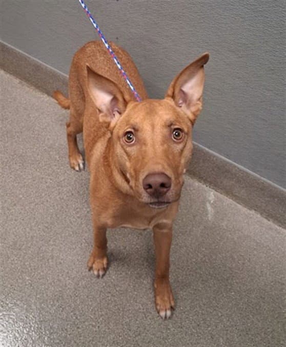 Marako - Doberman Pinscher