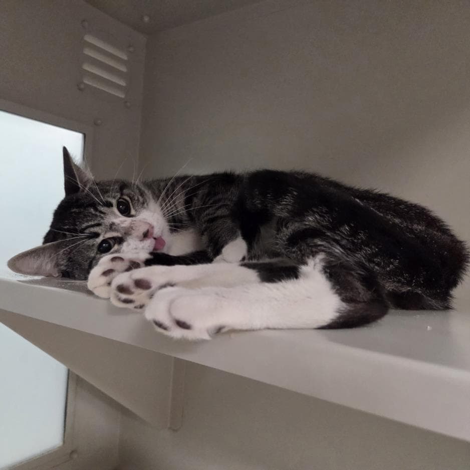 Homer - Domestic Short Hair