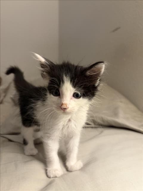 Alex - Domestic Medium Hair