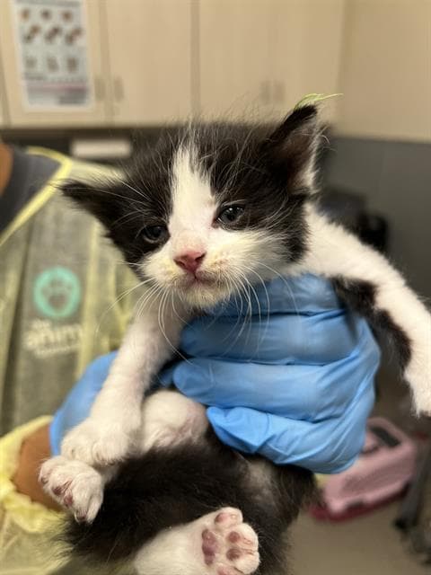 Melman - Domestic Medium Hair
