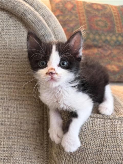 Melman - Domestic Medium Hair