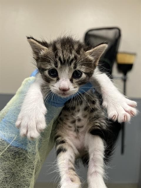 Skipper - Domestic Medium Hair