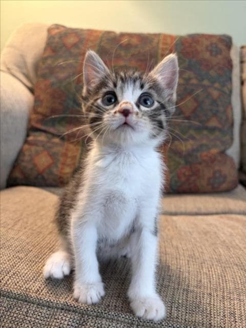 Skipper - Domestic Medium Hair
