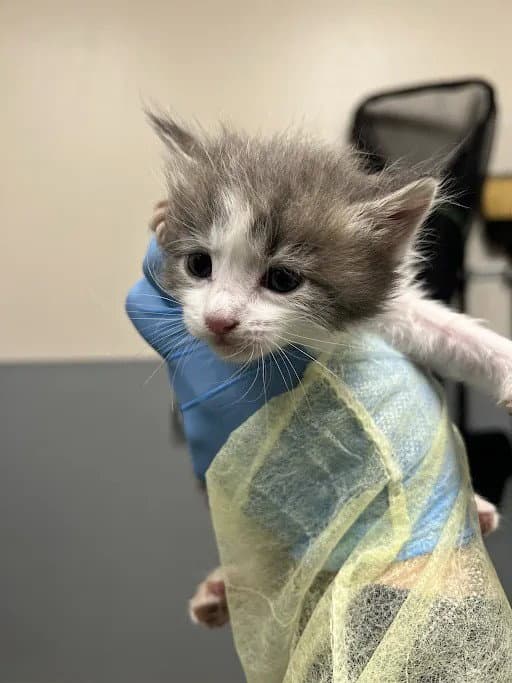 Kowalski - Domestic Medium Hair