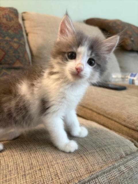 Kowalski - Domestic Medium Hair