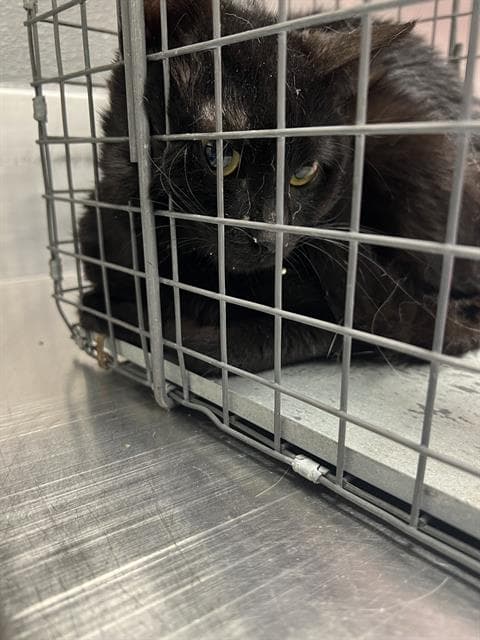 Big Joe - Domestic Short Hair