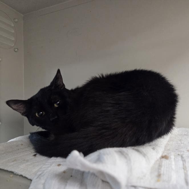 Big Joe - Domestic Short Hair