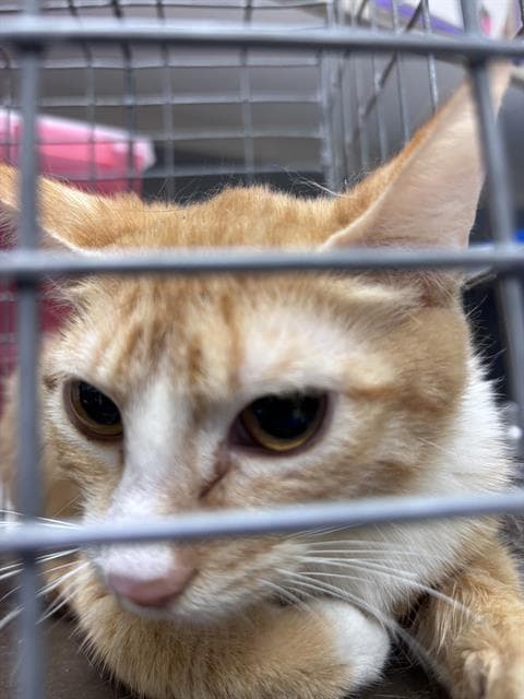 Mr Bean - Domestic Short Hair