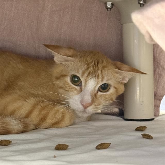 Mr Bean - Domestic Short Hair