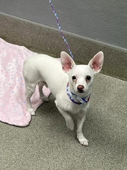 Buddy image 1