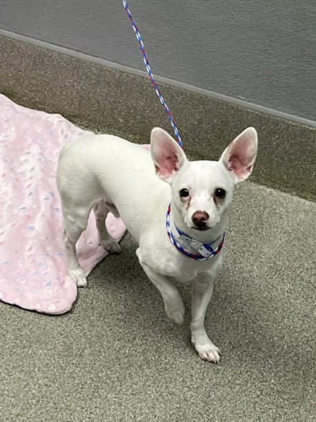 Buddy - Chihuahua