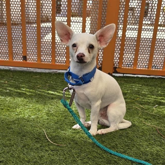 Buddy - Chihuahua