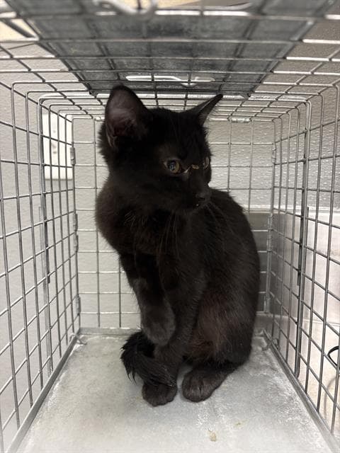 Gigi - Domestic Short Hair