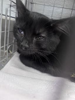 Binx image 1