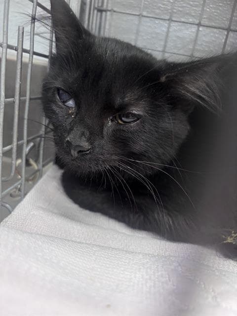 Binx - Domestic Short Hair