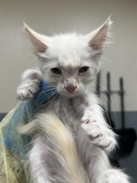 Unknown - Domestic Short Hair