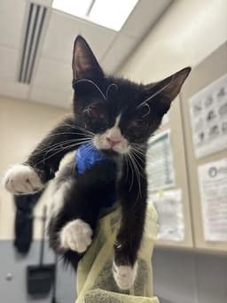 Sylvester image 1
