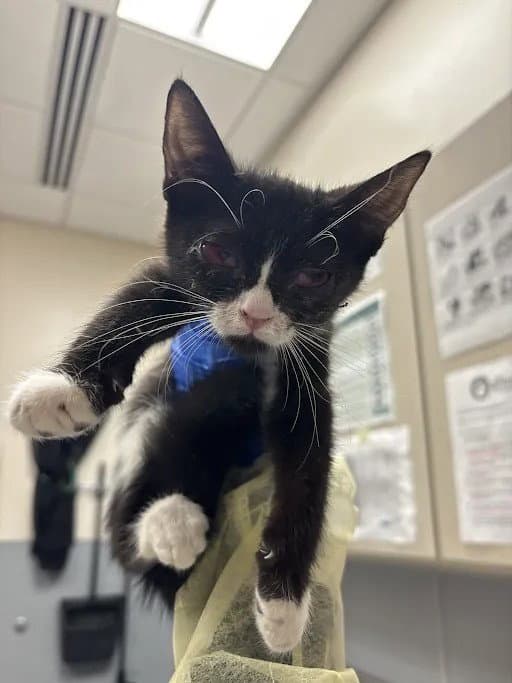 Sylvester - Domestic Short Hair