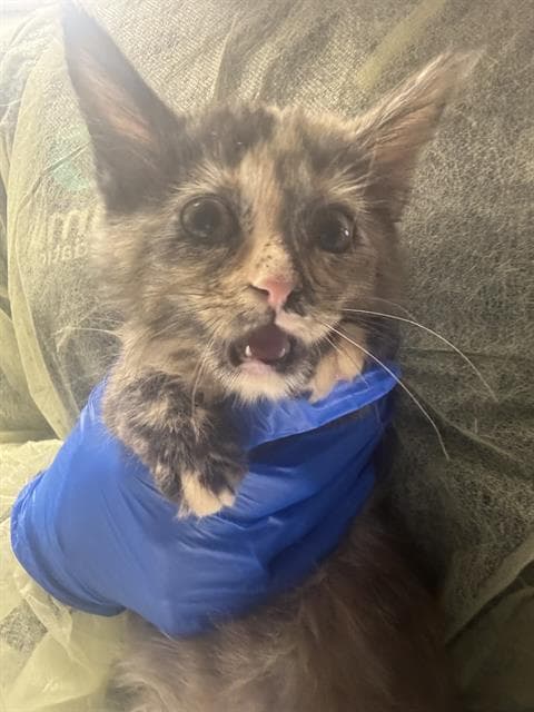 Summer Rain - Domestic Medium Hair