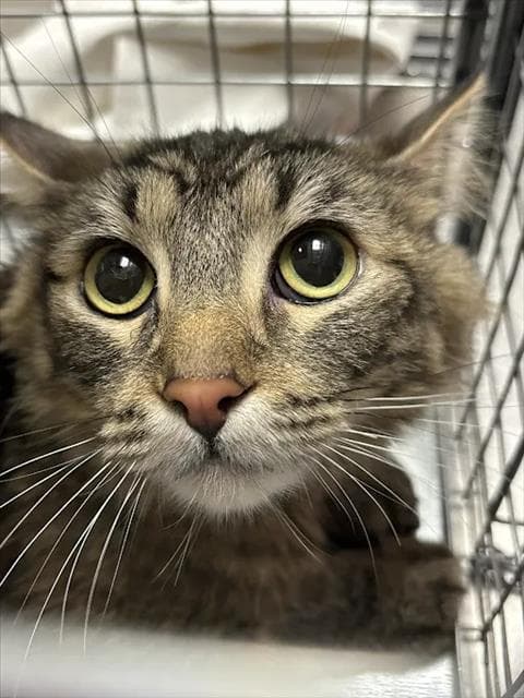 Bonita - Domestic Short Hair