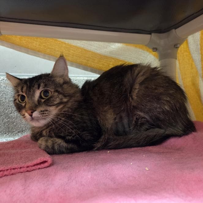 Bonita - Domestic Short Hair