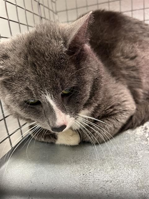 Rajah - Domestic Short Hair
