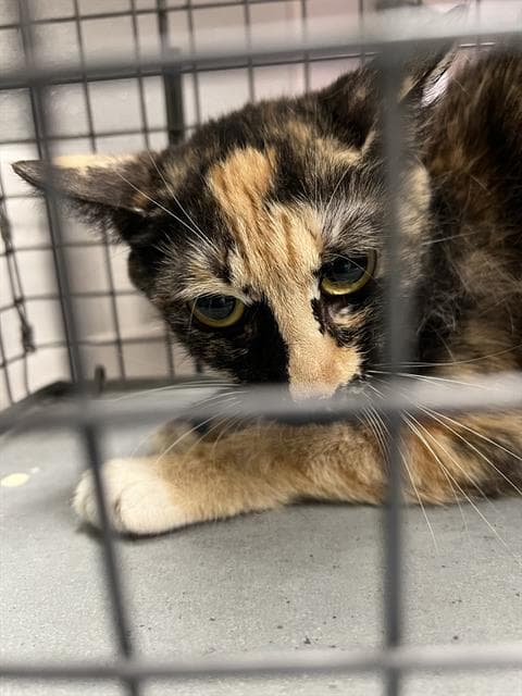 Cher - Domestic Short Hair