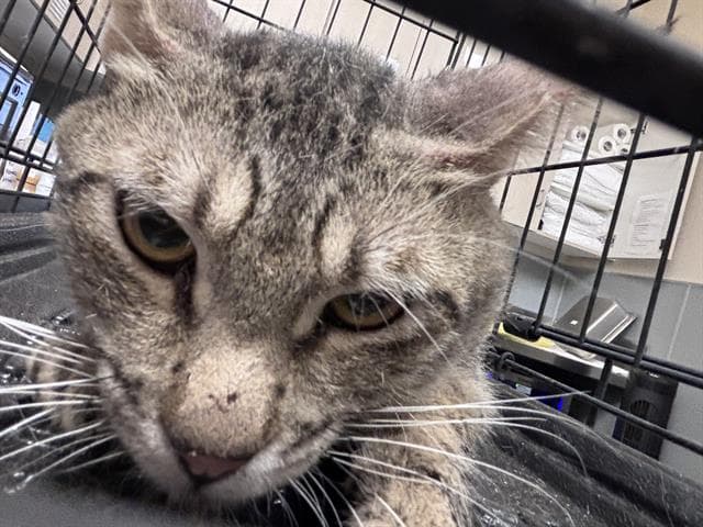 Big Mac - Domestic Short Hair