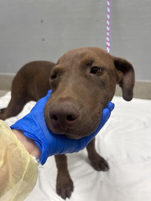 El Choco - Labrador Retriever