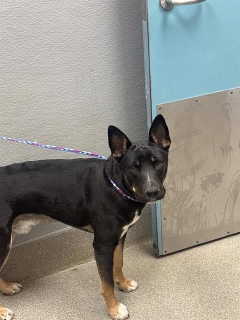 Topo-Chico - German Shepherd Dog