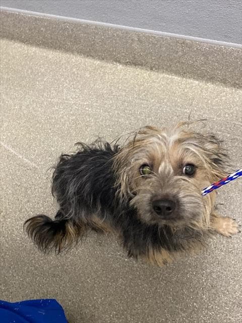 Moose - Yorkshire Terrier Yorkie